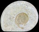 Cut and Polished Lower Jurassic Ammonite - England #62577-1